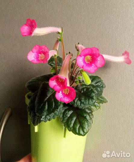 Минисиннингия