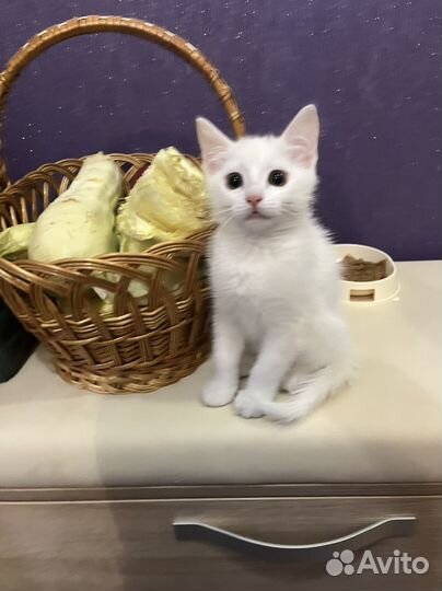 Котенок мальчик Бесплатно