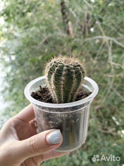 Кактус цветущий