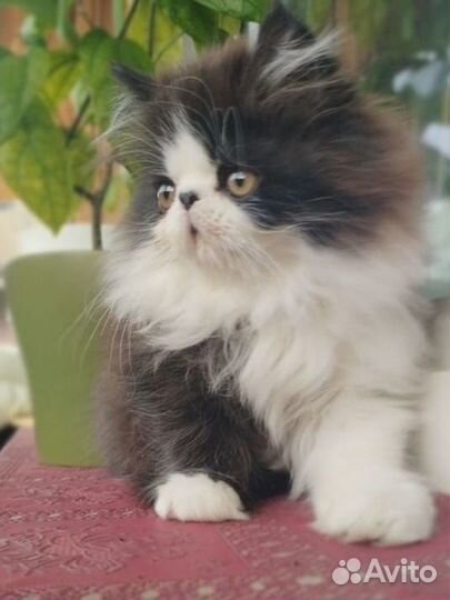 Персидский котенок