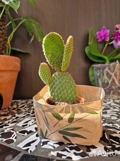 Кактус Опунция