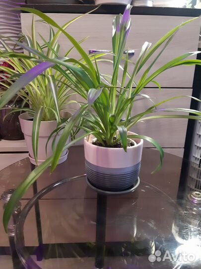 Традесканция Зебрина,Хлорофитум, Хоя