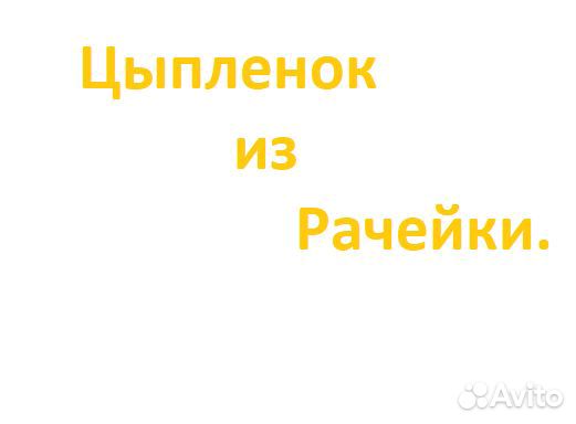 Цыплята суточные