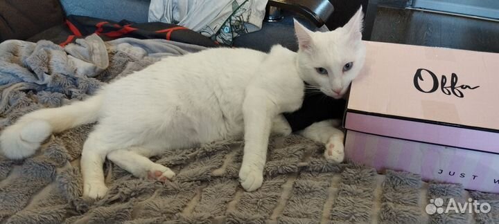 Голубоглазый белый кот