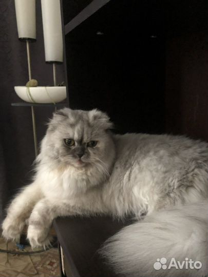 Хайленд фолд