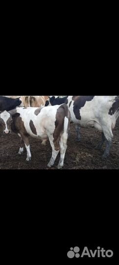 Корова с теленком