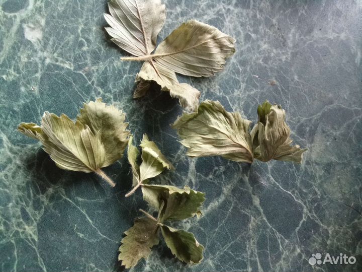 Сушеный лист земляники