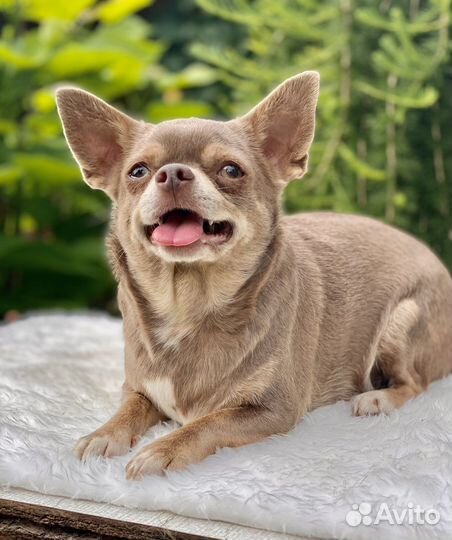 Девочки мальчики щенки чихуахуа