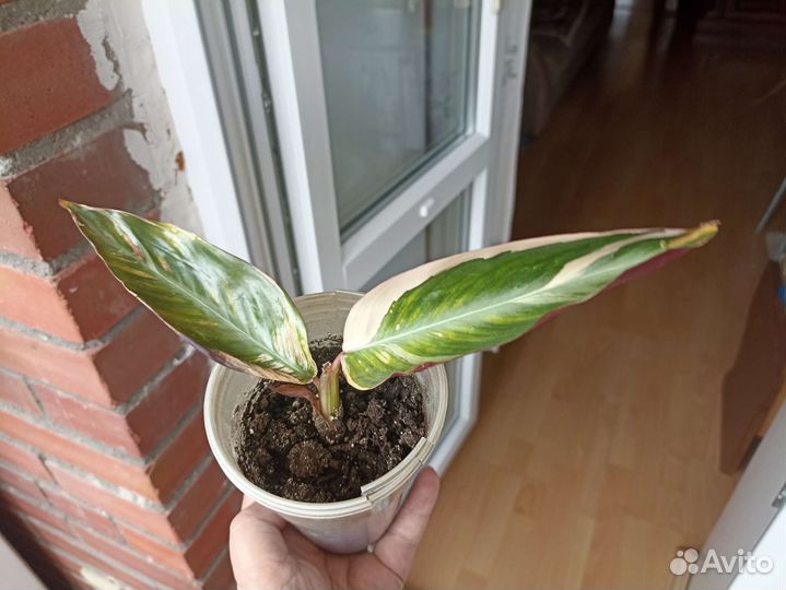 Строманта Орхидеи Фаленпс Драцена Бегония Толстянк