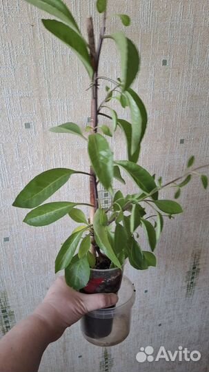 Джинура листья бога