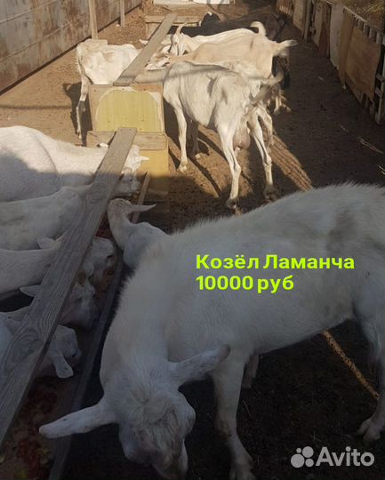 Козы