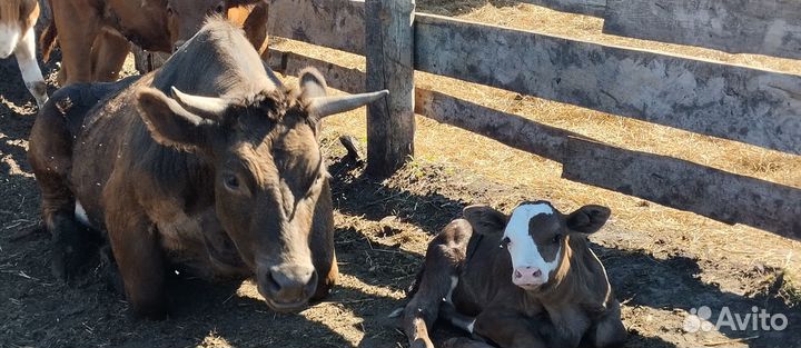 Тёлочка 4 месяца