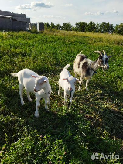 Козлята
