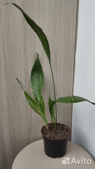 Аспидистра