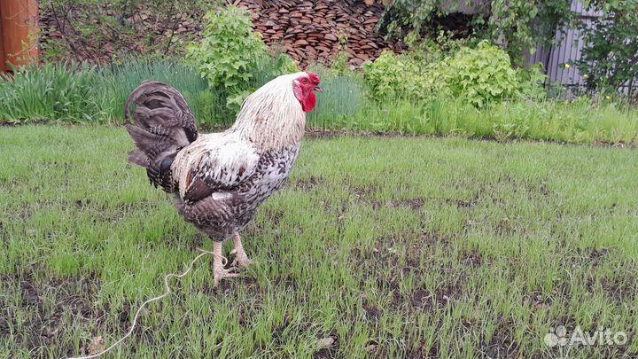 Молодые петухи