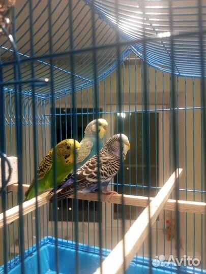 Говорящий попугай