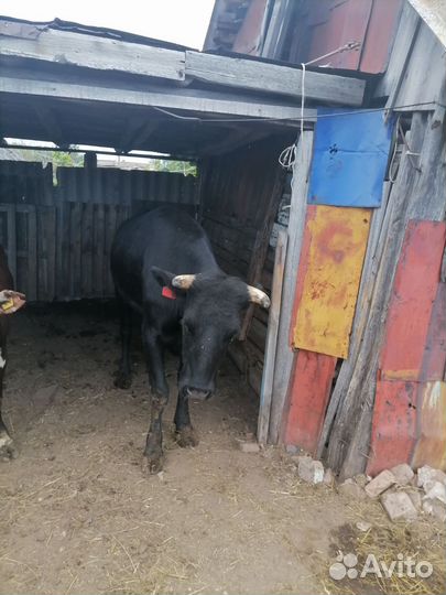 Телка 2 года