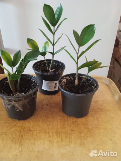 Замиокулькас