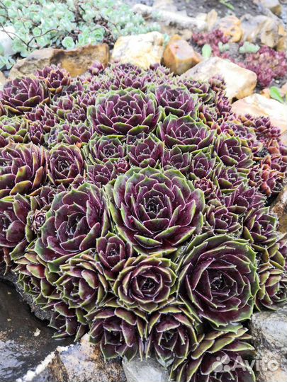 Уличные суккуленты