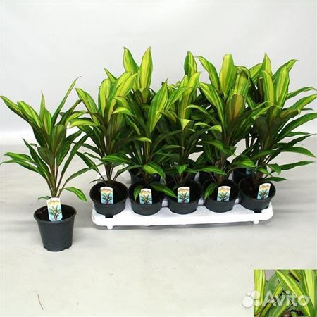 Корделина Киви