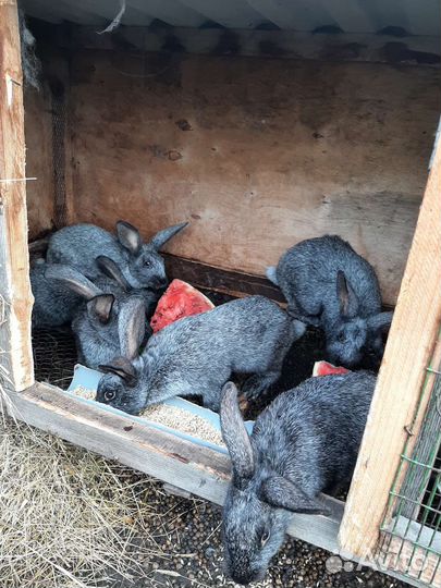 Кролики мясных пород