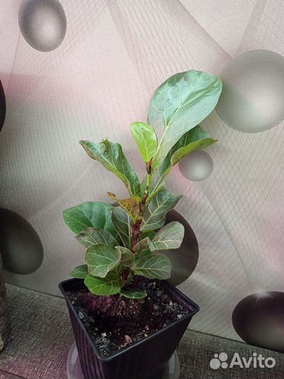 Фикус лировидный