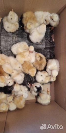 Цыплята суточные от домашних кур несушек