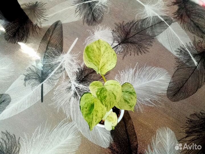 Эпипремнум и сциндапсус