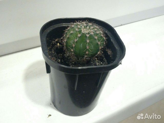 Кактус (цветущий)