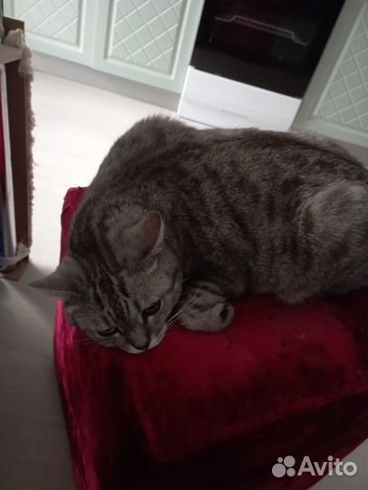 Британский кот