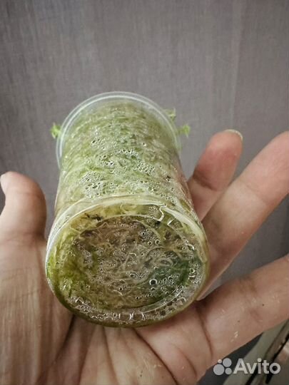 Сциндапсус блю Альба сильвер