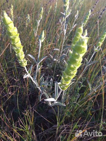 Крымский лимонник