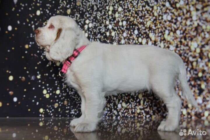 Кламбер Спаниель