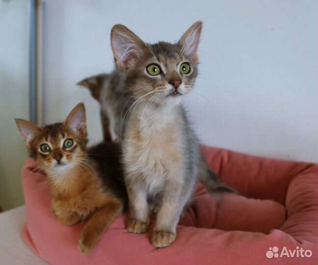 Сомалийские котята