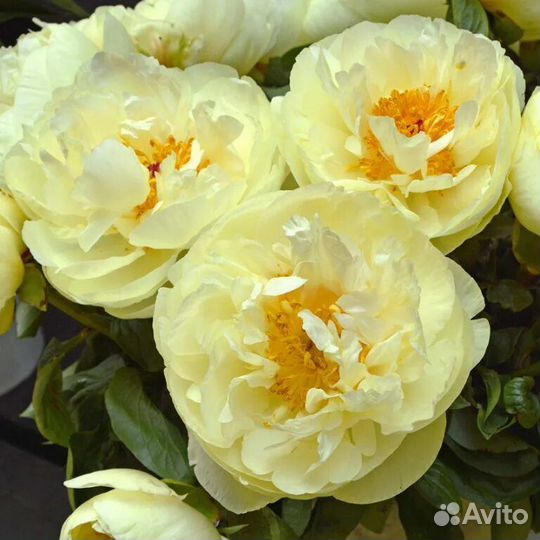 Пион Лемон Шифон