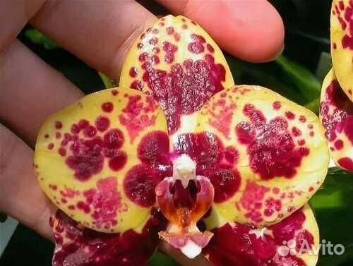 Орхидея Phal. Haur Jin Princess