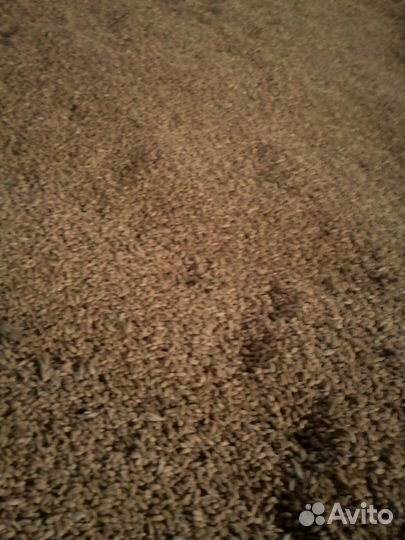 Пшеница 2023г