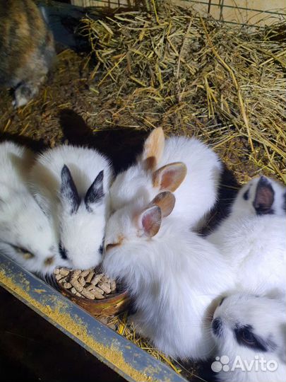 Мини кролики оптом