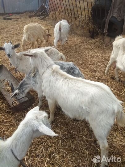 Продаются козы: молодняк, козлы