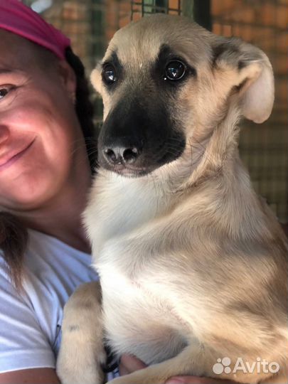 Щенок нуждается в доме