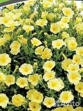 Петуния рассада