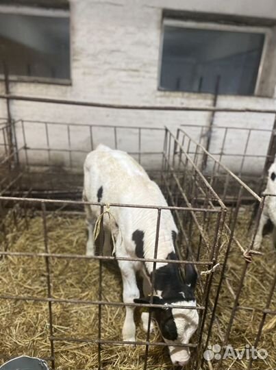 Телята бычки