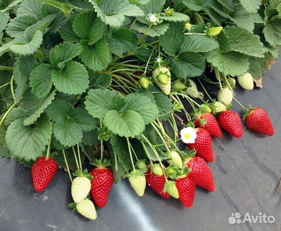 Воздушные усы клубники