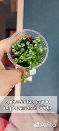 Роули вариегатный и зелёный