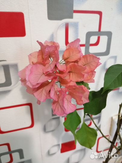 Бугенвиллии, калатея, пахистахис