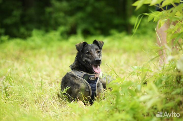 Собака в добрые руки