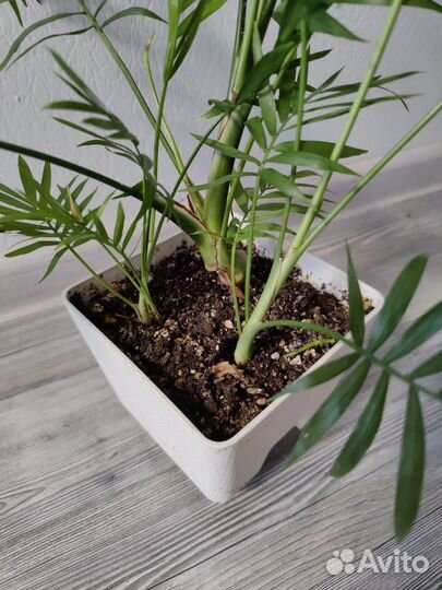 Пальма хамедорея