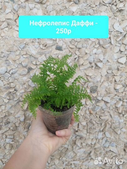 Папоротники нефролеписы