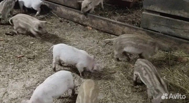 Поросята