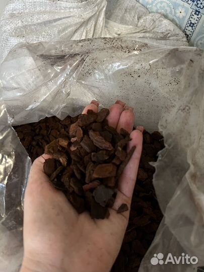 Кора Пинии (как орхиата) и мох спагмосс